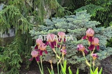 Будинок за адресою Фонтанська дор. (площа 550 м²) - фото 62 Будинок за адресою Фонтанська дор. (площа 550 м²) - Atlanta.ua - фото 62