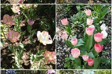 Будинок за адресою вул. Тренерська (площа 210 м²) - Atlanta.ua - фото 36
